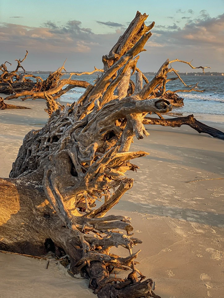 Driftwood Beach, Jekyll Island All You Need to Know (2023)